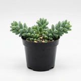 Succulent Plants, Donkey Tail Succulent Plants Live in 2 Inch Pot, Plant for Home Office, Wedding Hanging Decoration & DIY Projects