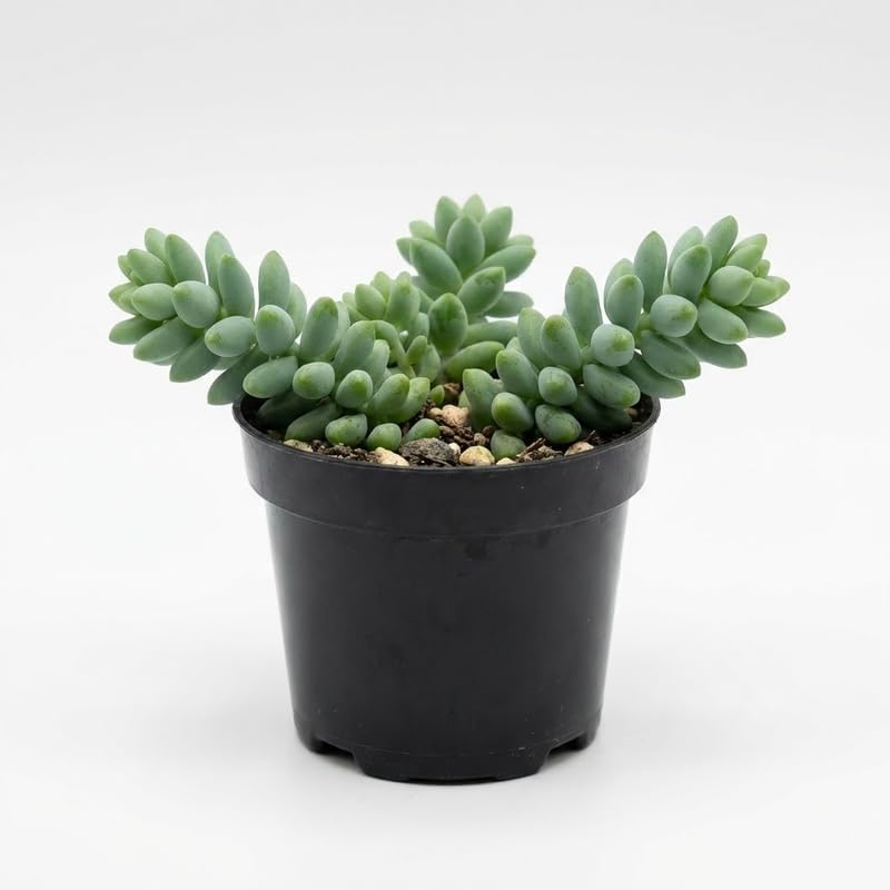 Live Succulents Donkey Tails in 2 Inch Pot, Air-Purifying, Low Maintenance, Perfect for Home and Office Décor, Easy Care Starter Plants