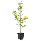 Ann Magnolia Tree Live, 12-18 Inch Tall in 2.5 Inch Pot, Low Maintenance Fragrant Multi-Petal Flowering Shrub for Small Yards and Focal Points