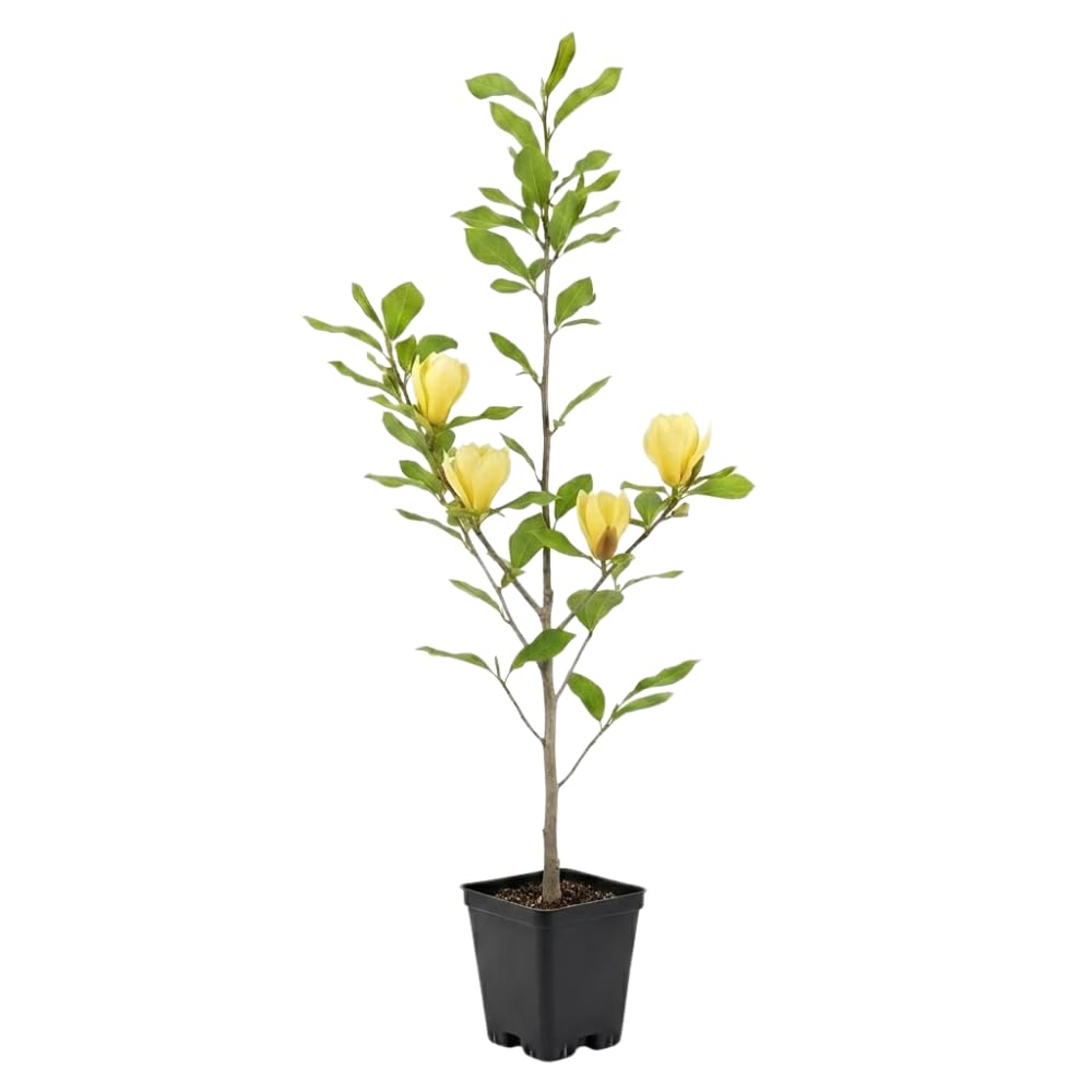 Ann Magnolia Tree Live Plant, 12-18" Potted Plant in 2.5" Pot, Cold-Hardy Early Spring Blooming Tree for Backyard and Garden Rows