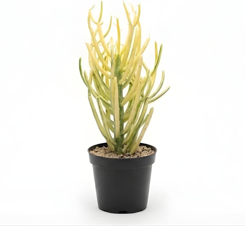 Pencil Cactus Live Plant in 4 Inch Pot | Variegated Pencil Plant Live Succulent | Decorative Cactus Pencils | Live Indoor Cactus Plant for Home Decor, Office Spaces & Gift Ideas