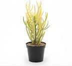 Variegated Pencil Plant Live | Pencil Cactus Live Plant in 4 Inch Pot | Cactus Pencils Succulent | Live Cactus Plants Indoor for Shelves & Desks