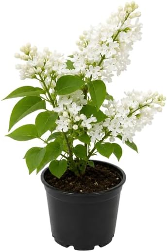 White Lilac Bush Live Plant in Medium Size Pot, Fast Growing Lilac Tree Live Plant, Fragrant Flowering Shrubs for Garden Landscaping