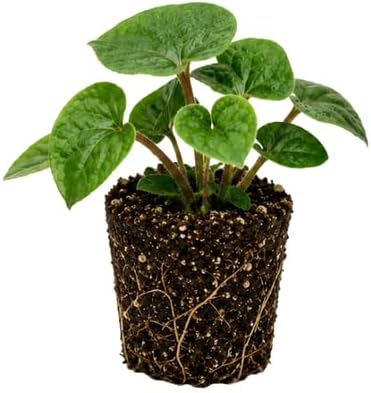 Wild Ginger Plant Live for Planting, Small Size Pot, Low Maintenance, Perennial Wild Ginger, Heart-Shaped Foliage for Under Trees & Pots