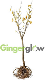 10 Witch Hazel Tree Live Plants | 1-2ft Bare Root Seedlings | Low Maintenance Flowering Tree | Well-Rooted Native Plants