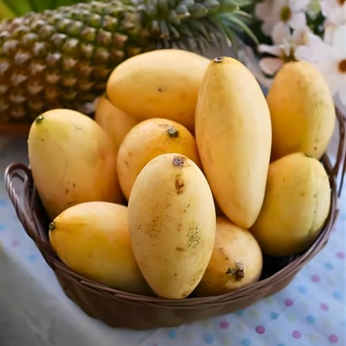 Valencia Pride Mango Trees Live Plants | 2.5–3 Ft Tropical Mango Variety | Fresh, Juicy Mango Fruit Tree for Yard & Patio | No Ship to CA,HI,AK