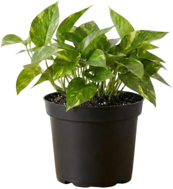 Golden Pothos Plant Live, 6 Inch Pot, Potted Ivy Plant Indoor, Long Trailing Vine for Home and Office Décor