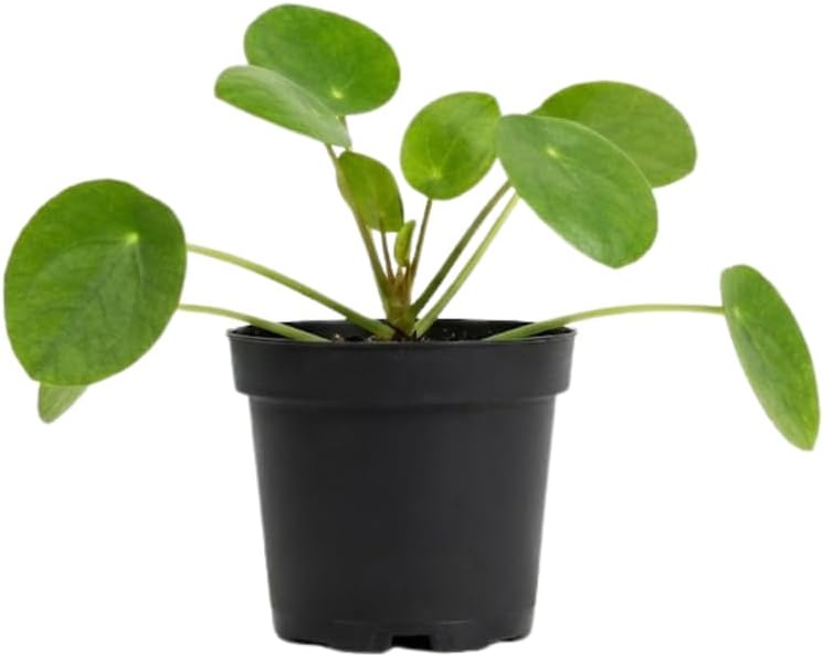 Pilea Peperomioides Live House Plant in 2 Inch Pot, Chinese Money Plant Live for Planting, Compact Indoor Plant for Modern Home & Office Settings, Real Plants for Easy Indoor Gardening