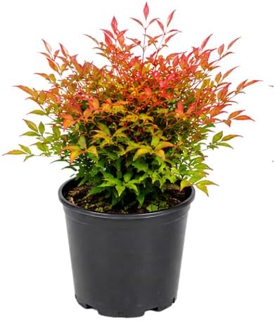 Gulf Stream Nandina Live Plants, 4-8" Tall in 4" Pot, Cold Hardy Nandina Bush, Compact Evergreen Shrub with Red Seasonal Foliage, for Borders & Containers