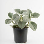 2 Peperomia Incana, Peperomia Plant Live in 4 Inch Pot, Soft-Leaf Indoor Plant for Home Decor, Office Desks and Shelves