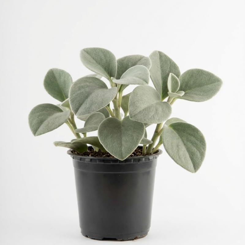 2 Peperomia Incana, Peperomia Plant Live in 4 Inch Pot, Soft-Leaf Indoor Plant for Home Decor, Office Desks and Shelves
