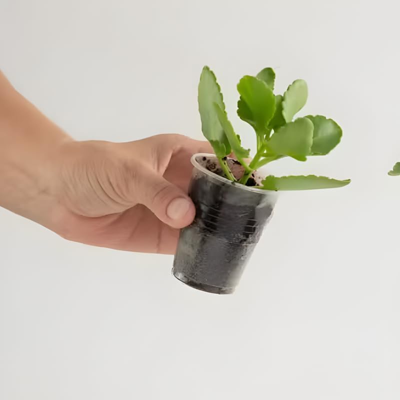 Mother of Thousands Kalanchoe Live Succulent in 4" Inch Pot | Low-Maintenance Indoor Plant | Great for Collections, Gifts & Small Spaces