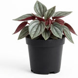 Peperomia Napoli Nights, Peperomia Plant Live in 2 Inch Pot, Rare Plants Live Houseplants for Desk Decor, Shelves and Small Spaces