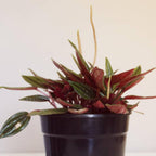 2 Peperomia Live Plant, Peperomia ‘Rosso’, 4 Inch Pot Size, Low Maintenance Indoor Plant, Unique Red Underside Leaf Plant for Bright Indirect Light