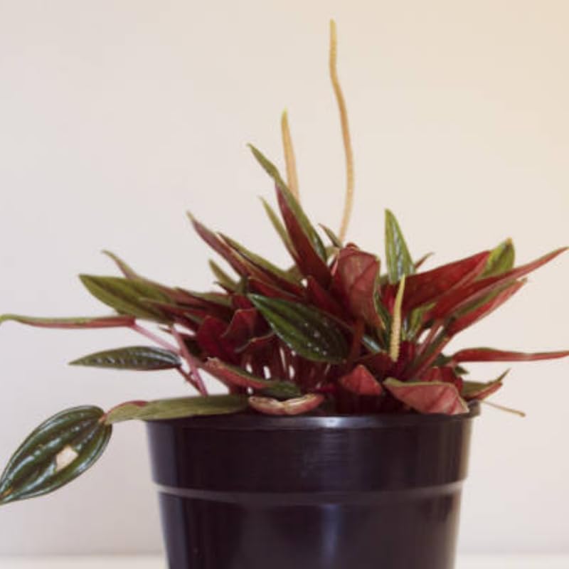 2 Peperomia Live Plant, Peperomia ‘Rosso’, 4 Inch Pot Size, Low Maintenance Indoor Plant, Unique Red Underside Leaf Plant for Bright Indirect Light