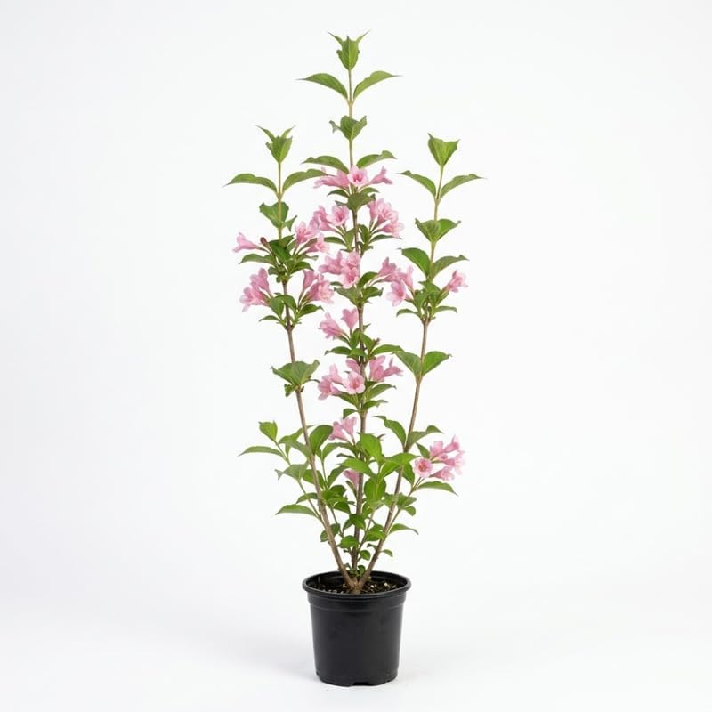 Pink Weigela Live Plant, 4 Inch Pot, Pink Flowering Shrub for Garden Borders and Patios, Cold-Hardy Flowering Plant for Sunny Landscapes