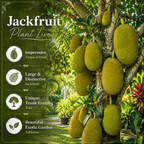 Jackfruit Tree Live Plant, 3 Gallon Pot, 3 Feet Tall, Potted Tropical Fruit Tree Starter for Backyard and Large Containers (No Ship to CA,HI,AK)