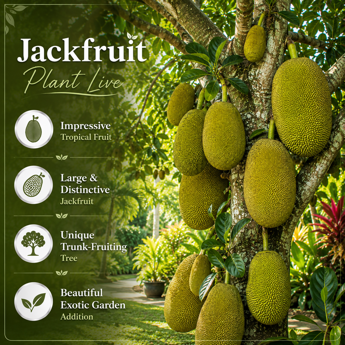 Jackfruit Tree Live Plant, 3 Gallon Pot, 3 Feet Tall, Potted Tropical Fruit Tree Starter for Backyard and Large Containers (No Ship to CA,HI,AK)
