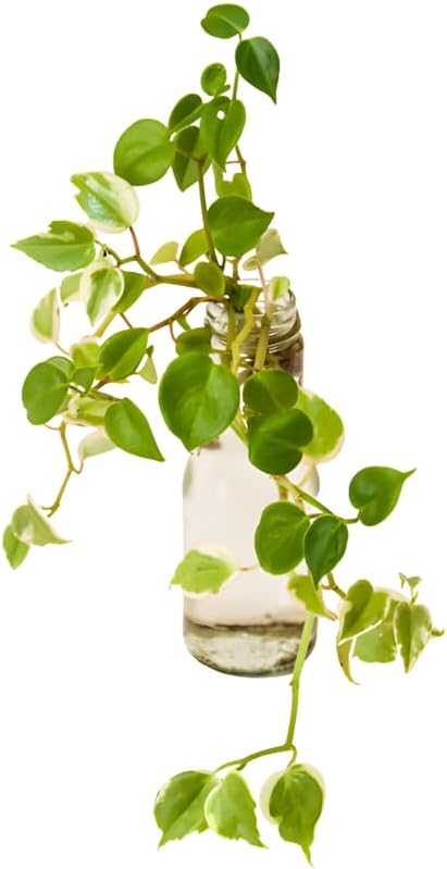2 Heartleaf Philodendron Live Plant, 4 Inch Pot, Philodendron Cordatum Brasil, Indoor Trailing Plant for Home Office Decor, Bookcases and Easy Display