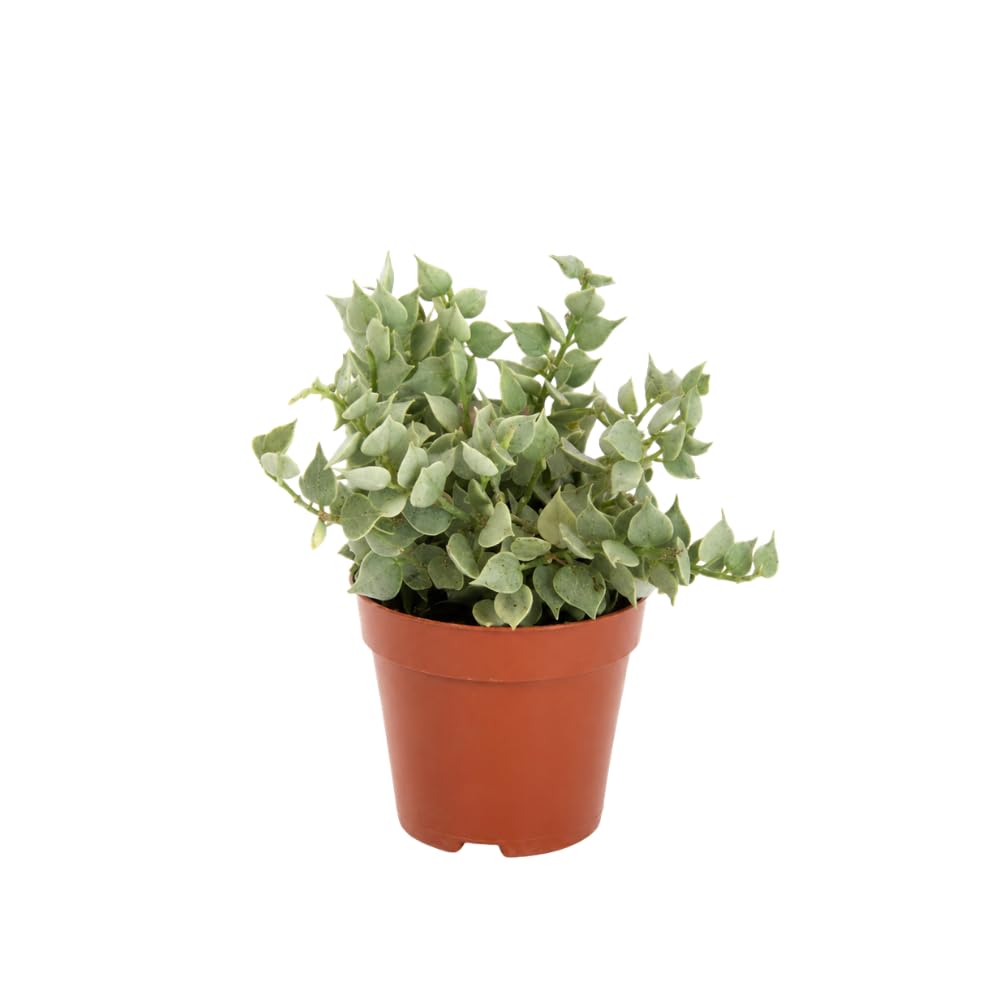 Dischidia Million Hearts Trailing Succulent Plant Live, 3 Inch Pot, Fully Rooted Live Succulent Plant, Easy-Care Houseplant for Shelves, Containers & Indoor Décor