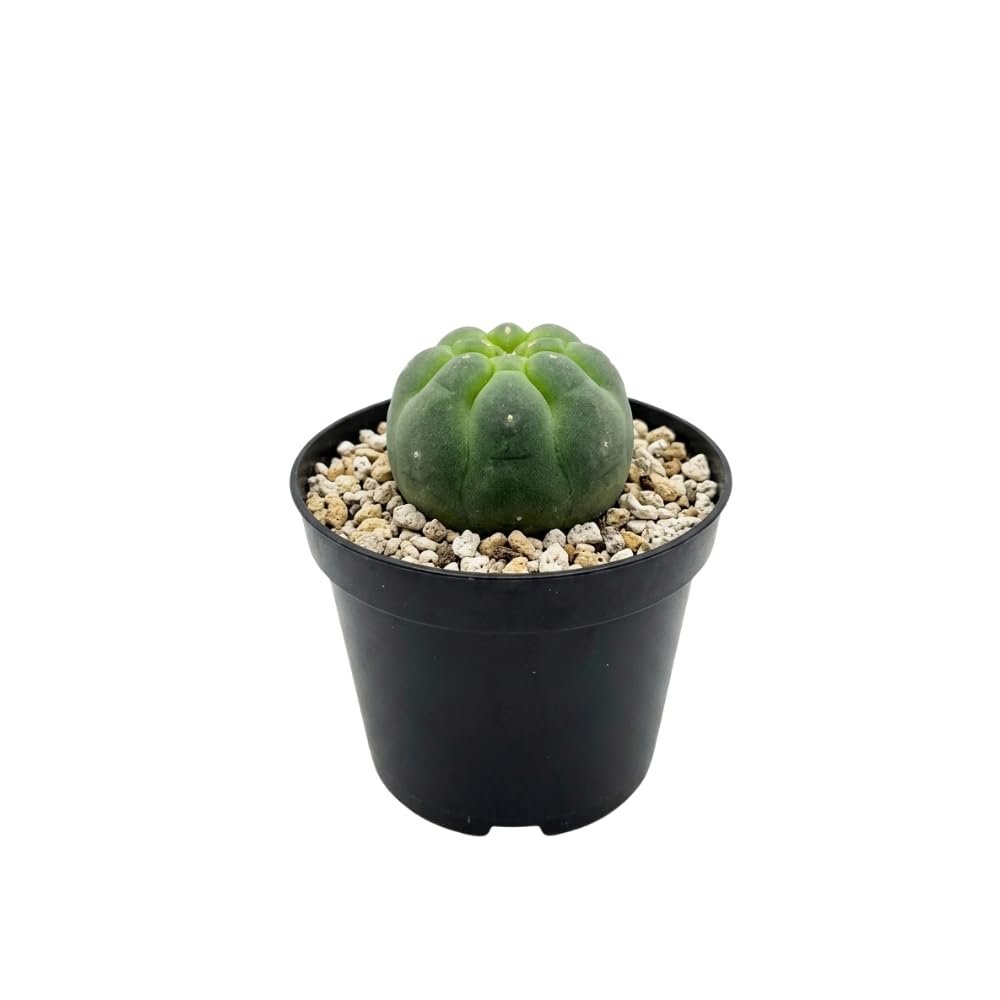 Live Cactus Plant Gymnocalycium Horstii Green Tomato, 4" Pot, Low Maintenance Rare Cactus, Drought Tolerant Houseplant for Indoor Décor, Windowsills & Succulent Collections