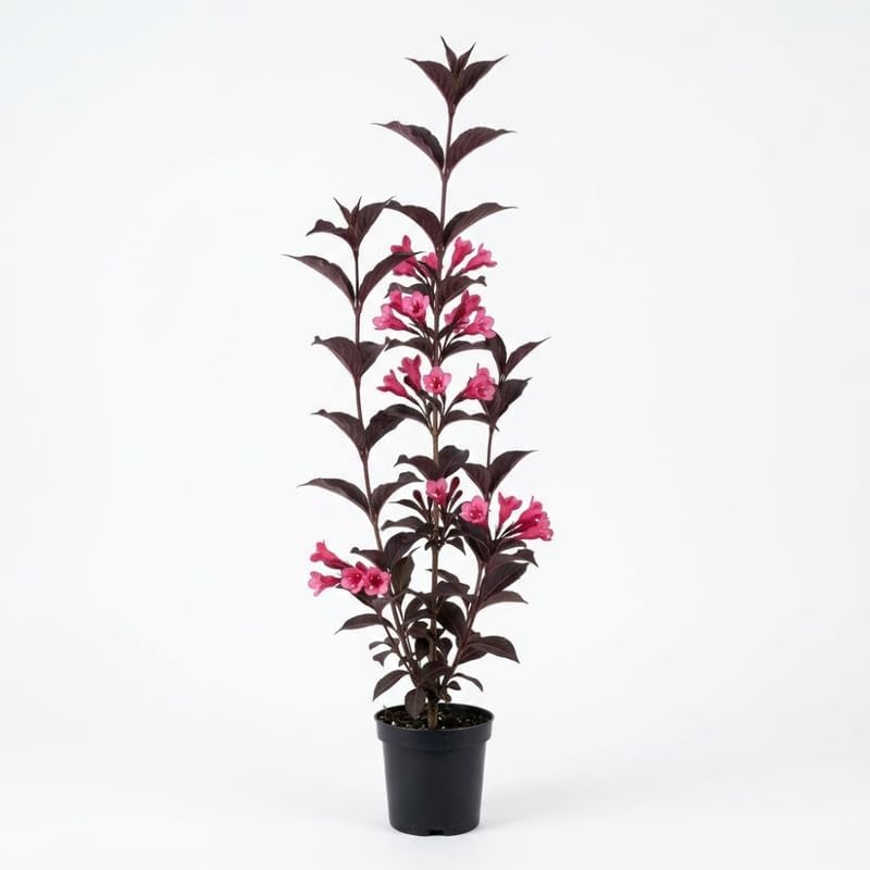 Pink Blossom Weigela Florida Plant, Weigela (Wine Roses) Shrub in Quart Pot, Live Shrub with Ornamental Purple Leaves, Cold-Hardy Flowering Plant for Sun