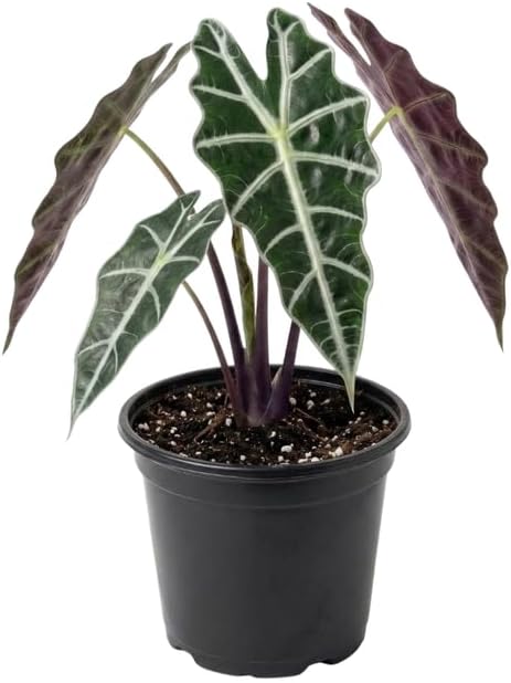 African Mask Alocasia Live Plant, 4-Inch Pot, Easy Care Rare Alocasia Plant, Decorative Foliage Plant for Home, Office or Garden