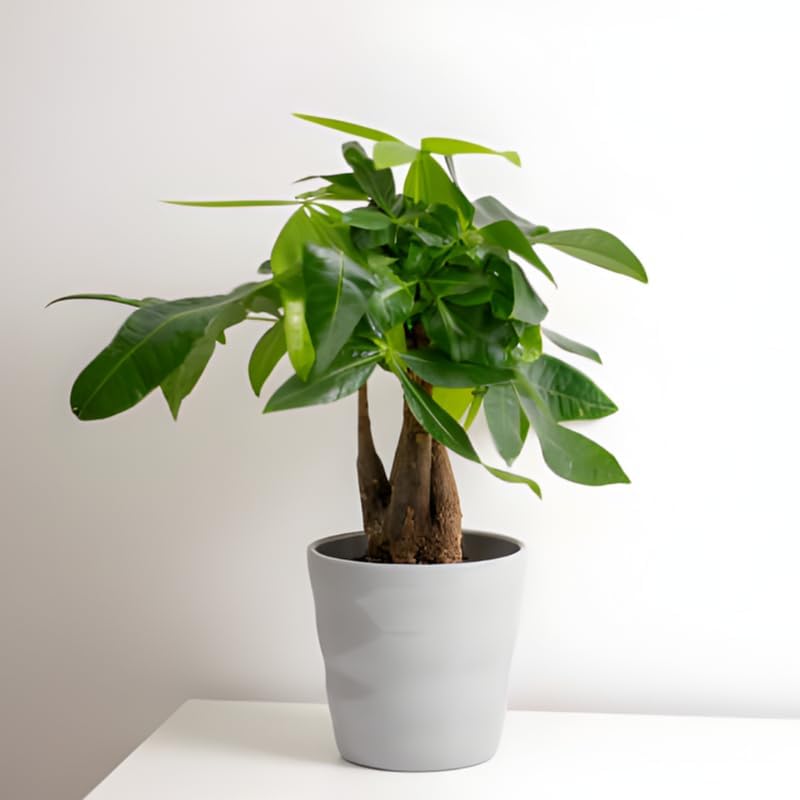 Money Tree, 4 Inch Pot Size, Potted Indoor Plant, Low Maintenance Decorative Tree for Bright Indirect Light