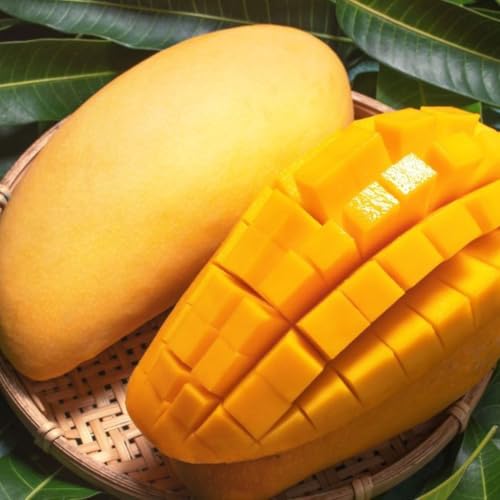 Valencia Pride Mango Trees Live Plants | 2.5–3 Ft Tropical Mango Variety | Fresh, Juicy Mango Fruit Tree for Yard & Patio | No Ship to CA,HI,AK