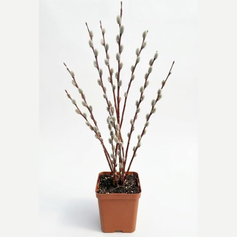 3 Pussy Willow Plant Live, French Pussy Willows for Garden Growing, 12-24 Inch Tall Dormant Trees, Suitable for Yard Planting and Decorative Use