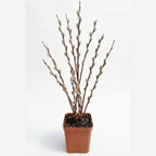 4 French Pussy Willow Live Plant, 12-24 Inch Tall, Pussy Willow Tree for Outdoor Planting, Ideal for Landscape Use and Seasonal Interest, Easy to Care