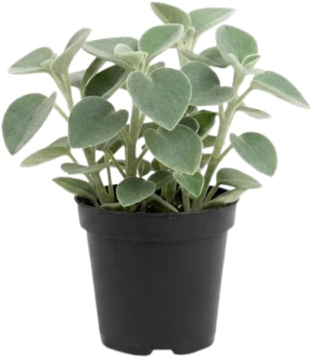 Peperomia Plant Live, Peperomia Incana in 4 Inch Pot, Compact Indoor Plant for Living Spaces, Gifting and Minimalist Interiors