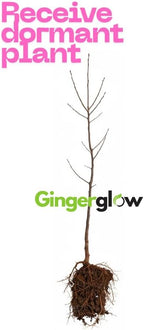 Pussy Willow Plant Live Shrubs (Set of 4) – 6 to 12 Inch Plants | Soft Silver Flower for Early Spring | Hardy, Fast-Growing Shrubs for Natural Landscapes