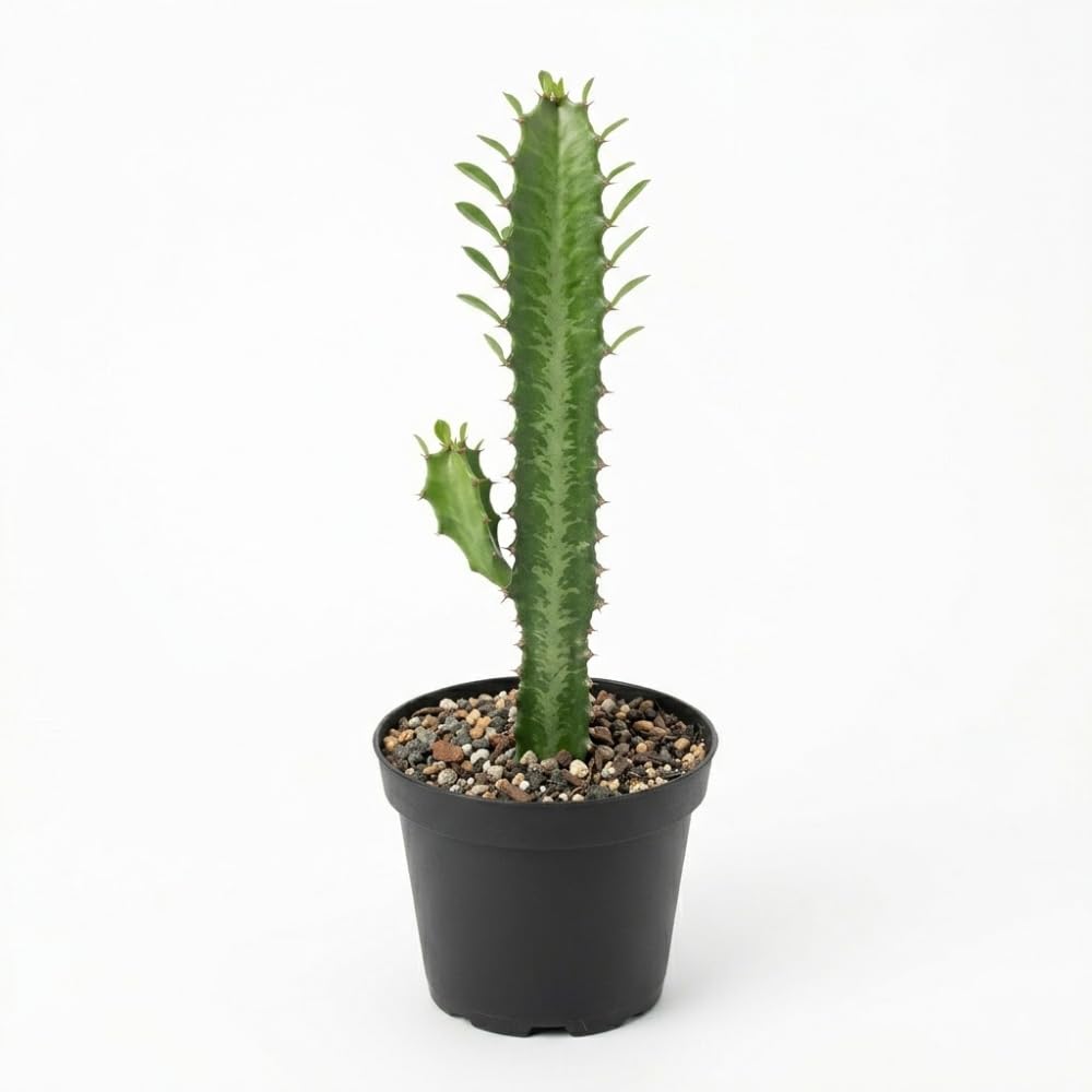 African Milk Tree, 3" Pot, Euphorbia Trigona Succulent with Striking Stems for Living Rooms, Easy to Care Decor