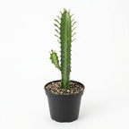 African Milk Tree, 3" Pot, Euphorbia Trigona Succulent with Striking Stems for Living Rooms, Easy to Care Decor