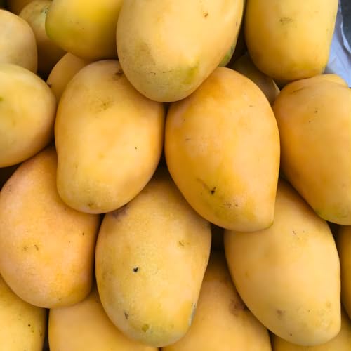 Valencia Pride Mango Trees Live Plants | 2.5–3 Ft Tropical Mango Variety | Fresh, Juicy Mango Fruit Tree for Yard & Patio | No Ship to CA,HI,AK