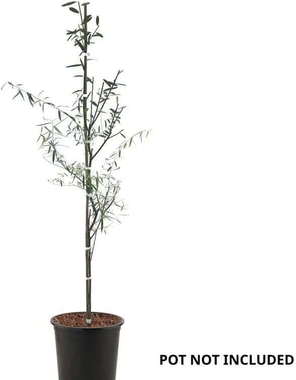 2 Curls Corkscrew Willow Live Plants | 1-2 Feet Tall Bare Root Seedlings | Salix Matsudana Curly Willow | Fast-Growing Trees for Backyard and Patio