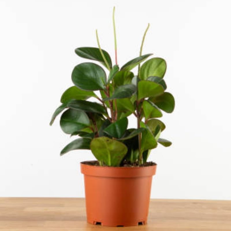 Peperomia Plant Live, Peperomia Clusiifolia Red Margin in 2 Inch Pot, Compact Houseplant for Desk Decor, Shelves and Small Space