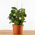 3 Peperomia Plant, Peperomia Clusiifolia Red Margin Live in 2 Inch Pot, Small Indoor Plant for Tabletop Decor, Gifting and Minimalist Spaces