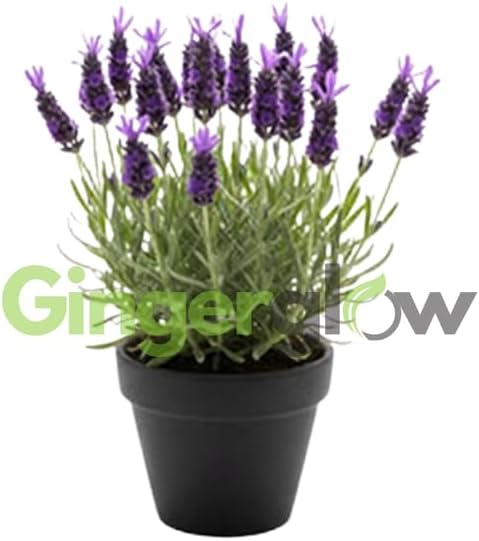 Spanish Lavender Live Plant in 3-Inch Pot, Lavandula Stoechas Aromatic Flowering Shrub, Unique Rabbit Ear Purple Blooms for Patios and Gardens