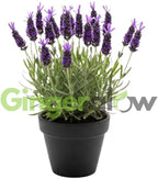 Spanish Lavender Live Plant in 3-Inch Pot, Lavandula Stoechas Aromatic Flowering Shrub, Unique Rabbit Ear Purple Blooms for Patios and Gardens