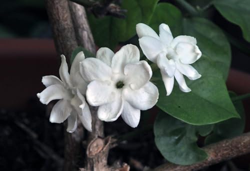 Belle of India Jasmine Plant Live | Size 4 to 5 Inch Tall | Housewarming Friendship Gifts for Women Best Friend Presents for Mom Birthday Gift for New Home