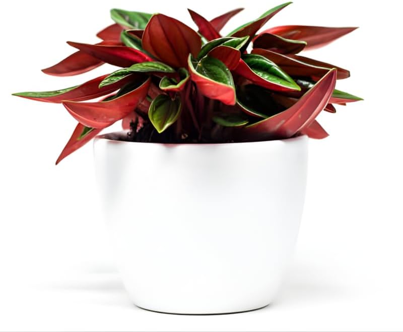Peperomia Live Plant, Peperomia ‘Rosso’, 4" Pot, Easy Care Indoor Greenery, Decorative Pointed Foliage for Desks and Bright Spaces