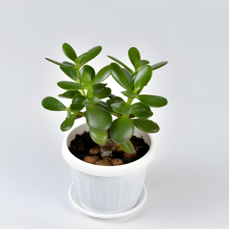 Jade Plant Live, Crassula Ovata in 2 Inch Pot, Air-Purifying, Low Maintenance, Perfect for Home and Office Décor, Easy Care Starter Plants