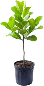 (No Ship to CA,HI,AK) Live Jackfruit Tree, 3 Foot Tall Potted Plant, 3 Gallon Size, Easy Care Tropical Greenery, Large Fruit Tree for Home Landscapes
