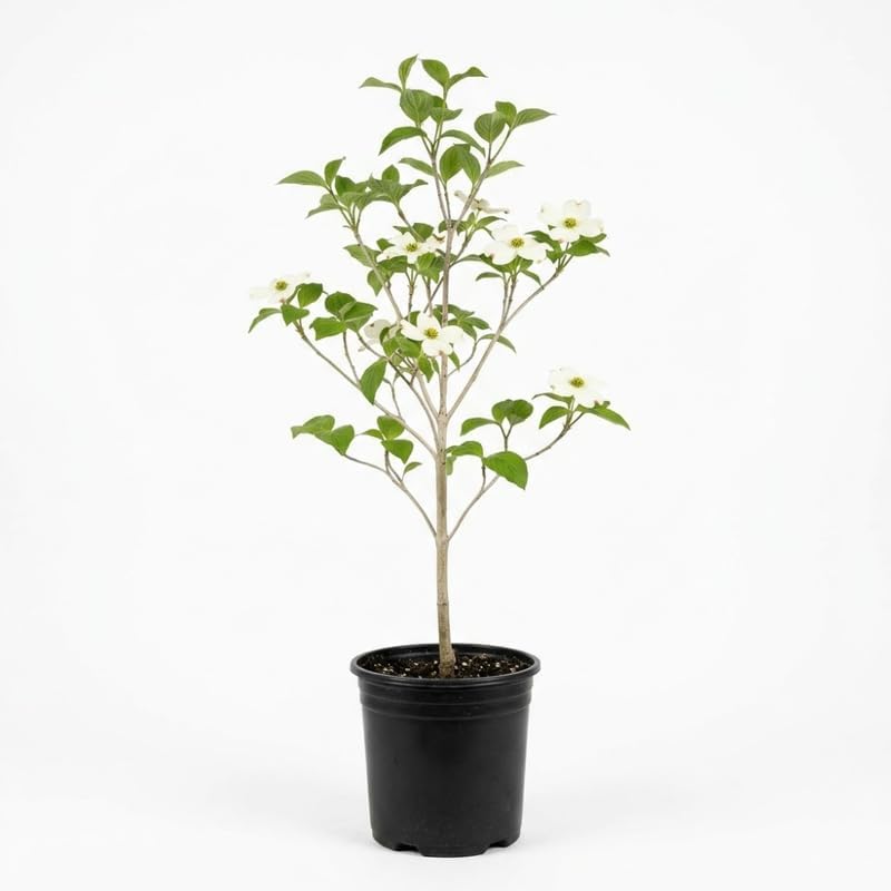 Kousa Japanese Dogwood Tree Live Plant, 12-18 Inch Tall in Quart Pot, White Flowering Ornamental Tree, Cold-Hardy Flowering Shrub for Sun or Shade