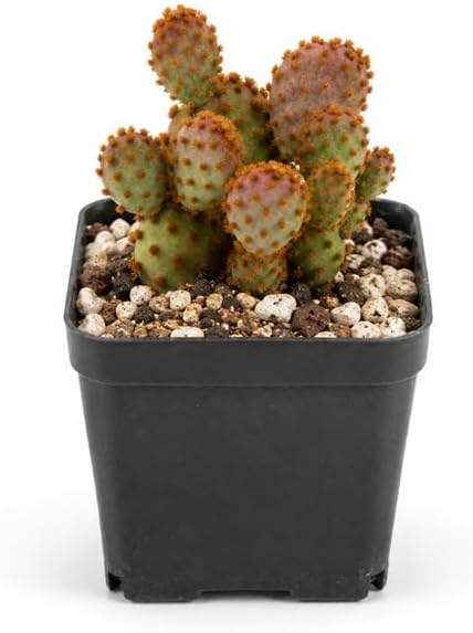 Live Cactus Plant, Opuntia Rufida Minima in 2" Pot, Sturdy Low Maintenance Succulent for Indoor Desk & Window Décor