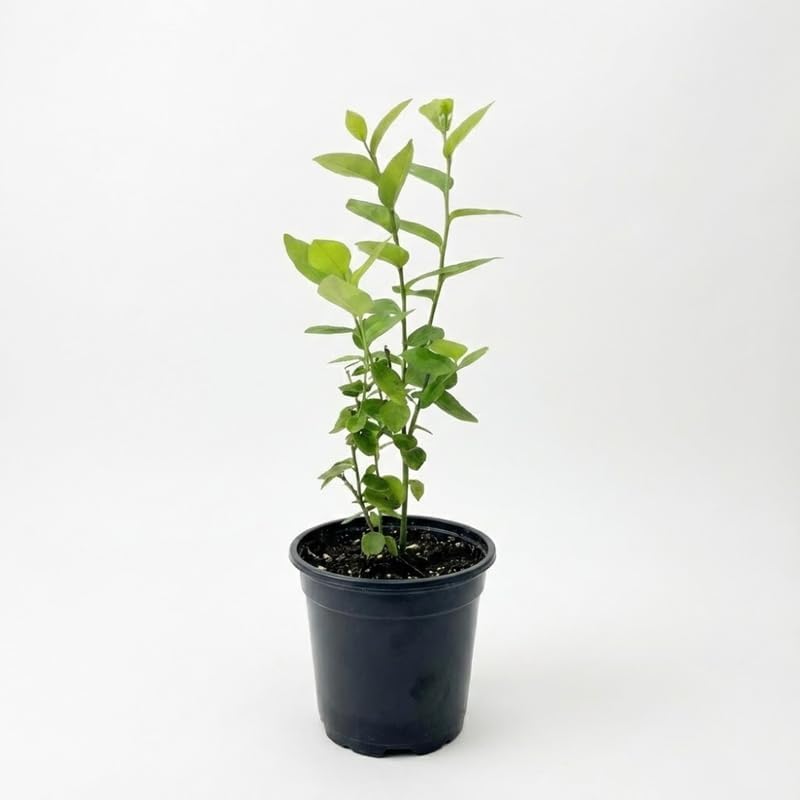 Emerald Blueberry Plant Live for Planting | 4-Inch Deep Pot | Low-Chill Southern Highbush Shrub | Low Maintenance Deciduous Fruit Tree for Outdoor Gardens