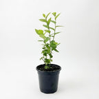 Emerald Blueberry Plant Live for Planting | 4-Inch Deep Pot | Low-Chill Southern Highbush Shrub | Low Maintenance Deciduous Fruit Tree for Outdoor Gardens