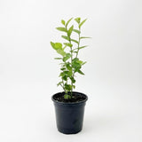 Emerald Blueberry Plant Live for Planting | 4-Inch Deep Pot | Low-Chill Southern Highbush Shrub | Low Maintenance Deciduous Fruit Tree for Outdoor Gardens